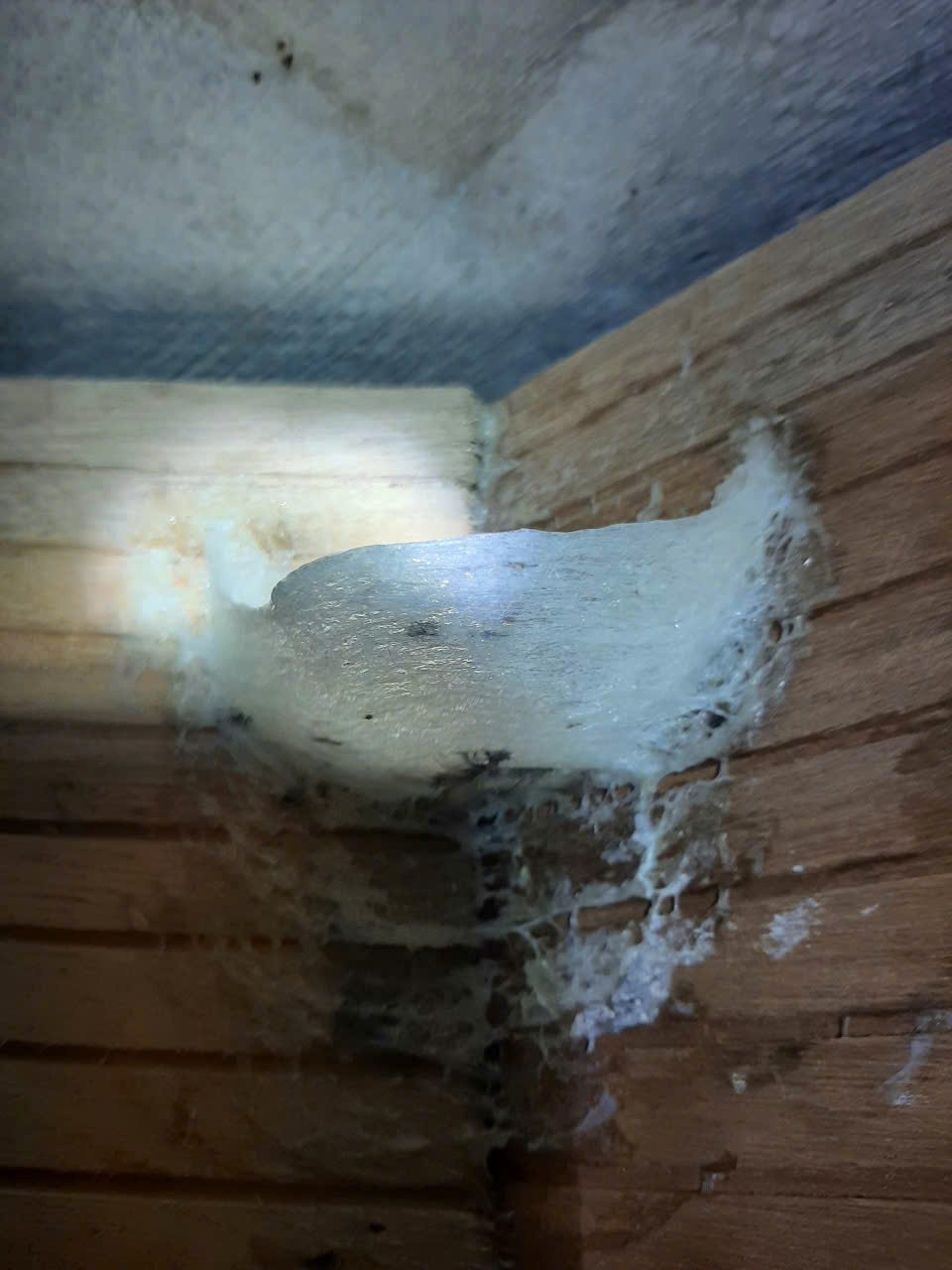 Tổ yến nguyên bản